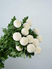 Alstroemeria White