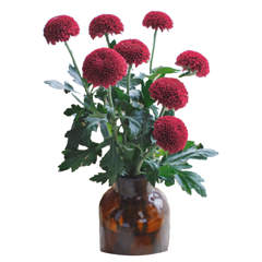Carnation Hongfu Red