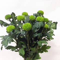 Carnation Green