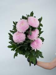 Alstroemeria Pink