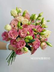 Carnation Champagne