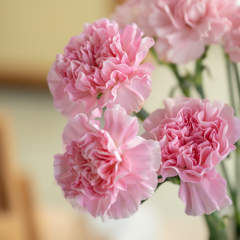 Carnation Soft Pink 