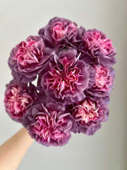 Carnation Mustang