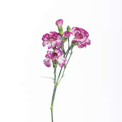 Carnation Spray Danube