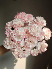 Carnation Spray Chinese cabbage