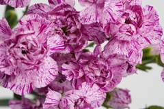 Carnation Spray Lollipop