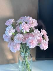 Carnation Spray Crown Princess