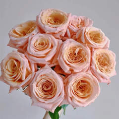 Carnation Shimmer