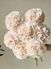 Carnation Shimmer-Premium (Has Farm)