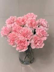 Carnation Pink-Premium (Has Farm)