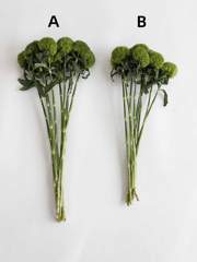 Carnation Bulk Green Trick