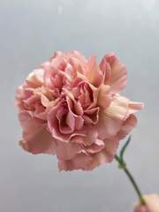 Carnation Retro Pink-Premium （Has Farm）