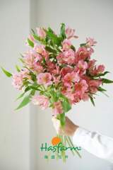 Carnation Deep Pink Premium
