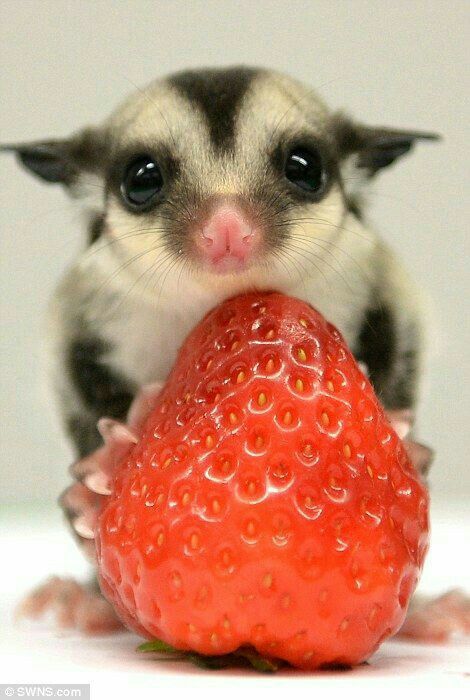 Подпись к изображению.