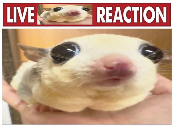 Сейчас всё чаще звучит печальный плач оппозиции