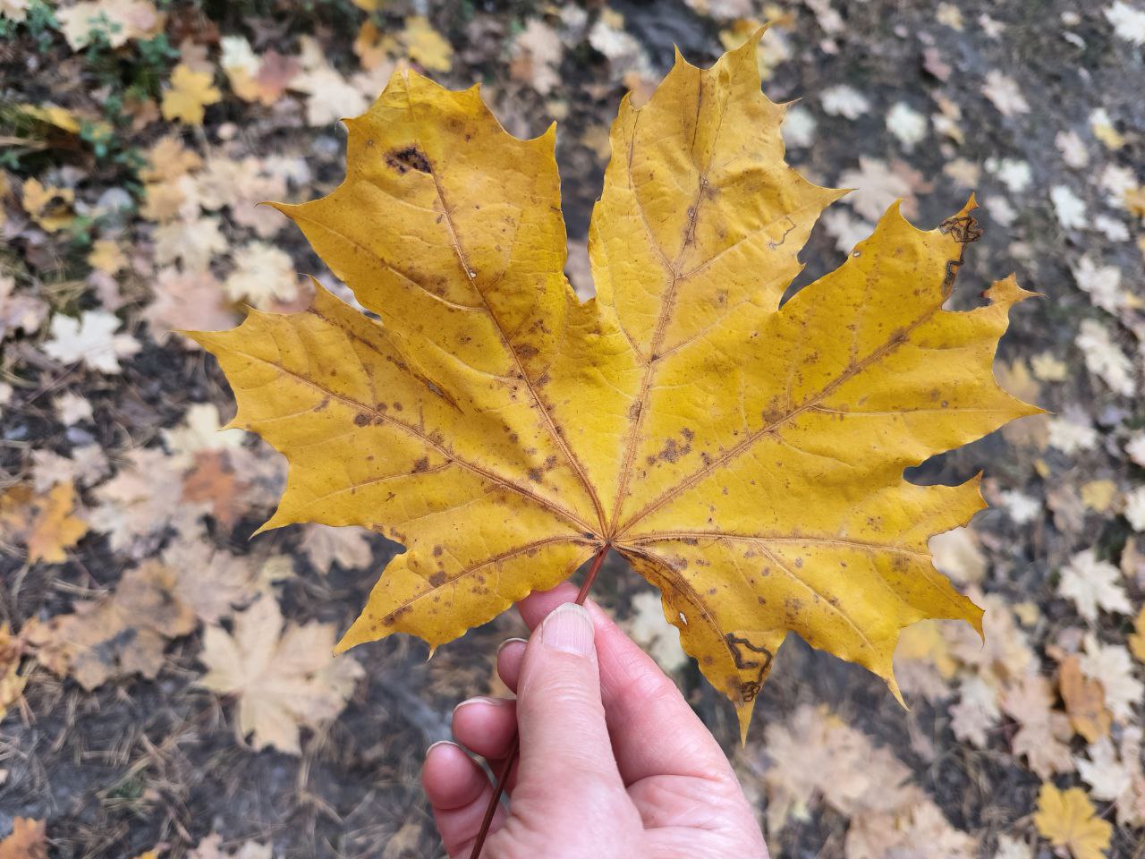Благодарность к себе как умение присваивать свои достижения